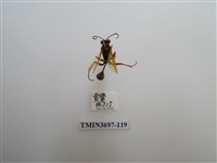 藏品(膜翅目(蜂))的圖片